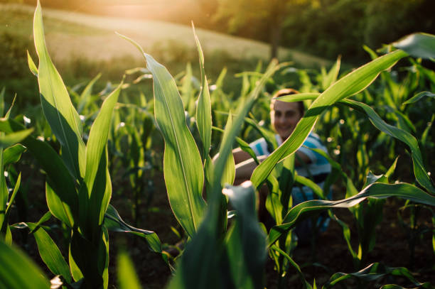 istock Farmer sitting in sunny corn field. 701069434