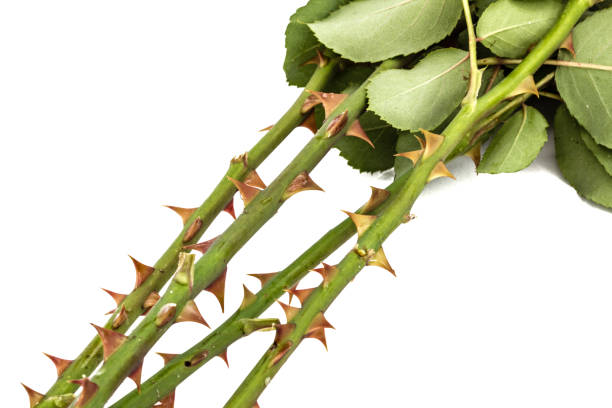 istock Thorns of roses, isolated on white background 701071736