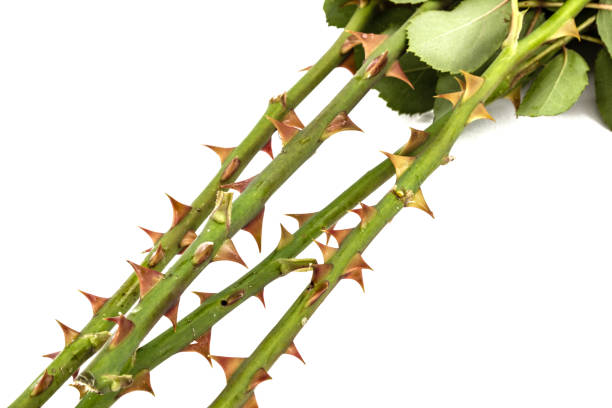 istock Thorns of roses, isolated on white background 701071782