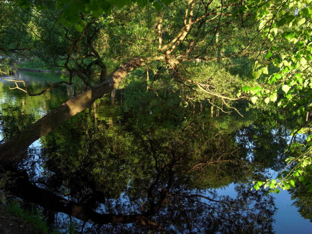 istock Trees are reflected in the water. Summer, park. Reflection in water. Abstraction. 701076418