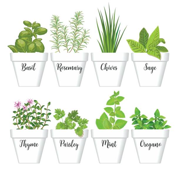 ilustrações de stock, clip art, desenhos animados e ícones de set of culinary herbs in white pots with labels. green basil, sage, rosemary, chives, thyme, parsley, mint, oregano with text above - mixed herbs