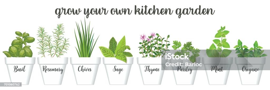 Set of vector culinary herbs in white pots with labels. Green growing basil, sage, rosemary, chives, thyme, parsley, mint, oregano with text Set of vector culinary herbs in white pots with labels. Green growing basil, sage, rosemary, chives, thyme, parsley, mint, oregano with text above. Gardening. For advertising, poster, banner web Herb stock vector