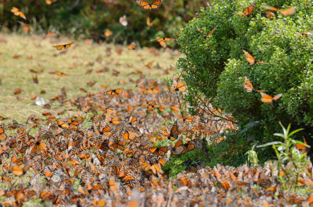 istock Monarch Butterflies, Michoacan, Mexico 701084906