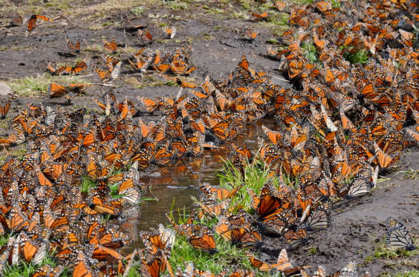 istock Monarch Butterflies, Michoacan, Mexico 701084930