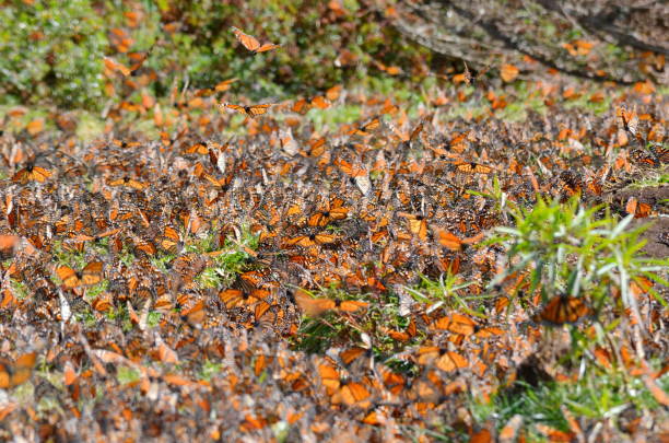 istock Monarch Butterflies, Michoacan, Mexico 701084974