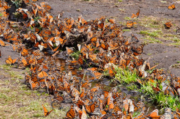 istock Monarch Butterflies, Michoacan, Mexico 701085030
