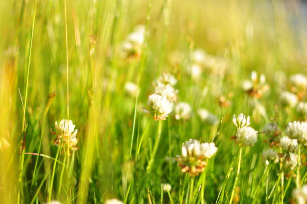 istock Clover flower against the meadow 701090896