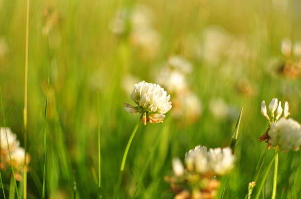 istock Clover flower against the meadow 701090926