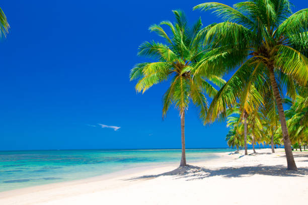 istock beautiful beach and tropical sea 701090964