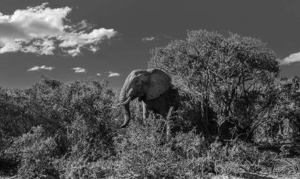 istock Elephant, Addo Elephant National Park, South Africa 701091302