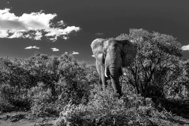 istock Elephant, Addo Elephant National Park, South Africa 701091314