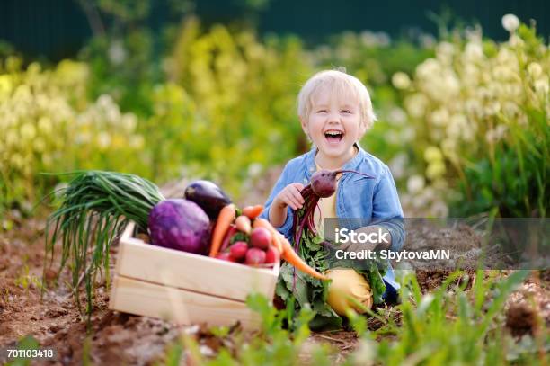 Cute Little Boy Holding Fresh Organic Beet In Domestic Garden Stock Photo - Download Image Now