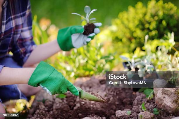 Frau Anpflanzen Von Setzlingen Im Bett Im Garten Am Sonnigen Sommertag Stockfoto und mehr Bilder von Blumenbeet