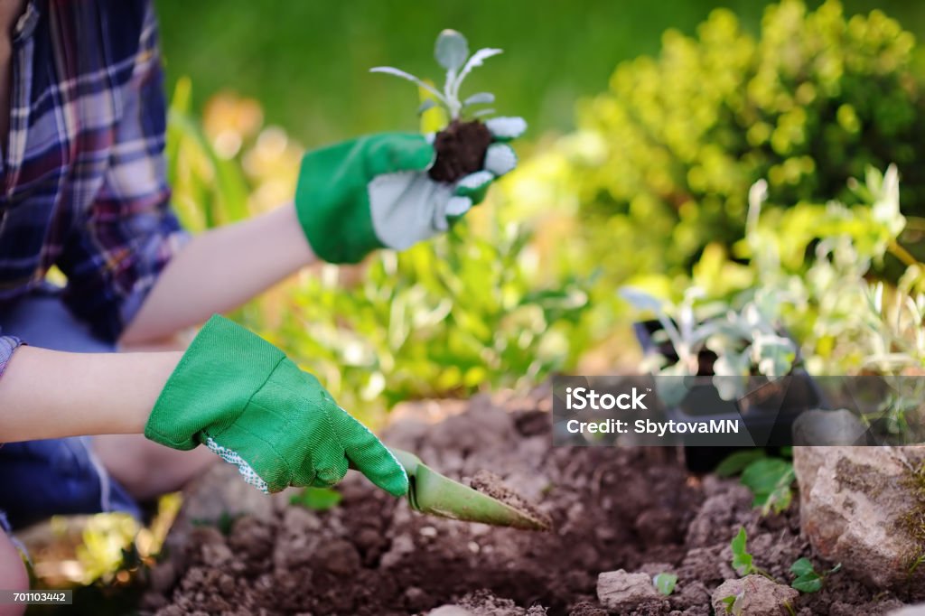 Woman planting seedlings in bed in the garden at summer sunny day Woman planting seedlings in bed in the garden at summer sunny day. Gardener hands with young plant. Garden tools, gloves and sprouts close-up Digging Stock Photo