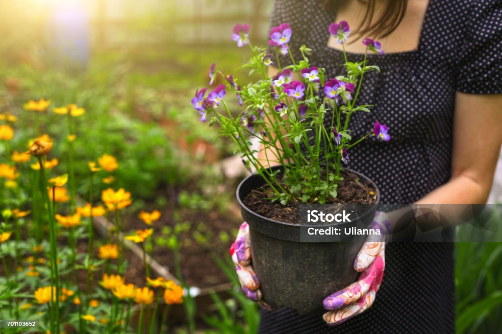 hand hold pot with pansies hand hold pot with pansies on the blossoming garden background Flower Stock Photo
