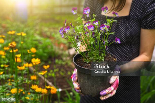 Hand Hold Pot With Pansies Stock Photo - Download Image Now - Flower, Pansy, Gardening