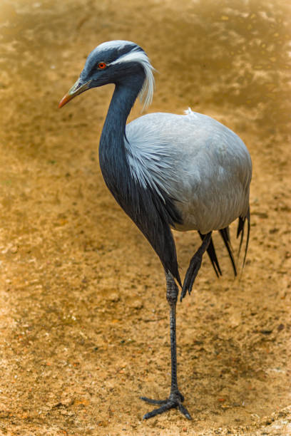A beautiful 'maiden' and species of Crane; known as the most petite of cranes.