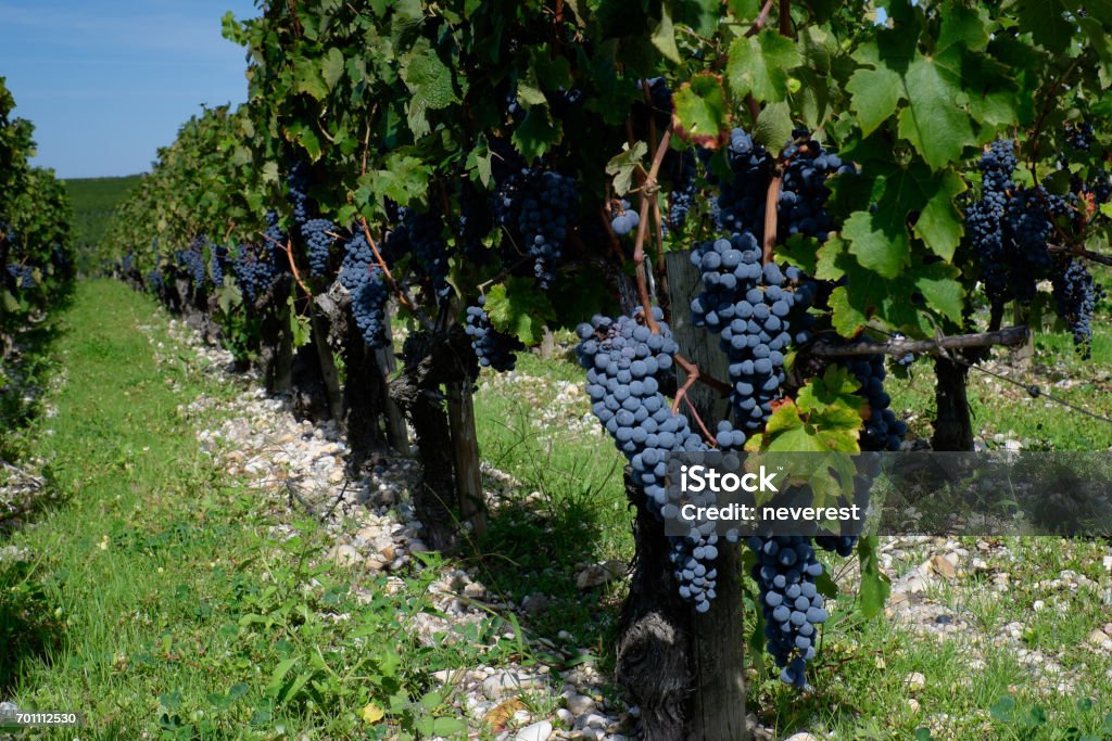 Cabernet Sauvignon grapes at the vineyard in Pauillac, France famous red grapes of Bordeaux on a vine at September Pauillac Stock Photo