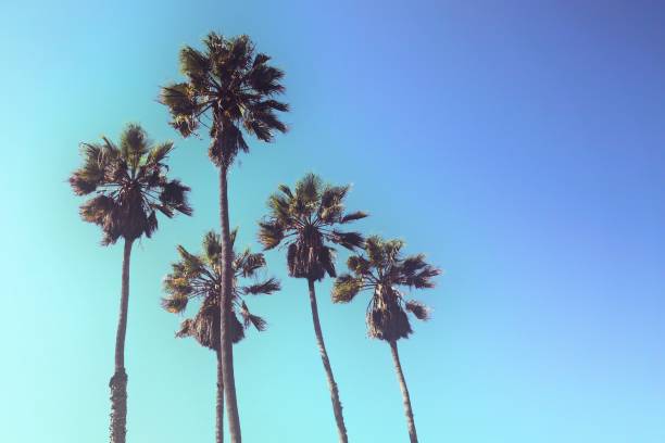 istock Retro styled upward view of palm trees against blue sky 701122022