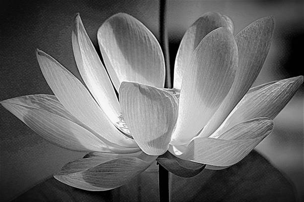 istock Lotus Lily, in black and white 701122120