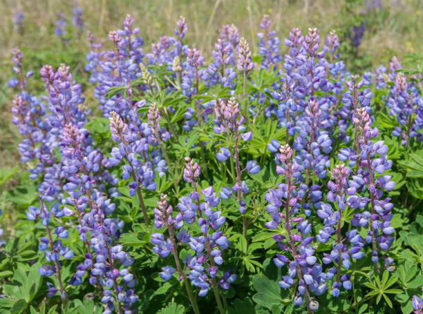 istock Wild Lupine Flowers 701122144