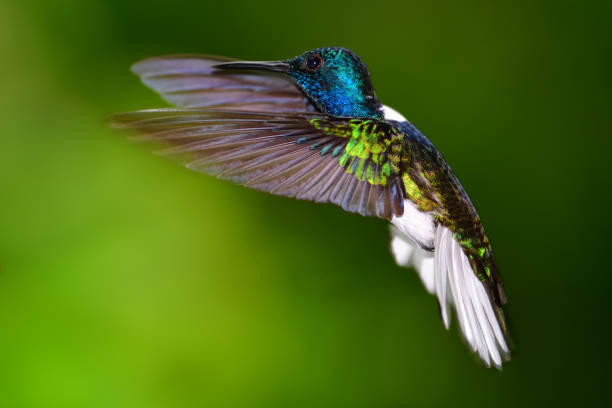 istock white-necked jacobin (Florisuga mellivora) in costa rica 701129044