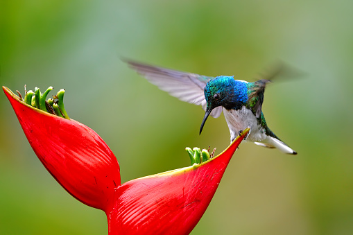 Close-up of a white-necked jacobin drinking nectar from a flower. This species is also known as great jacobin or collared hummingbird.