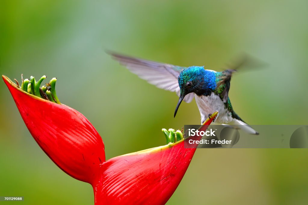 white-necked jacobin (Florisuga mellivora) in costa rica Close-up of a white-necked jacobin drinking nectar from a flower. This species is also known as great jacobin or collared hummingbird. Hummingbird Stock Photo
