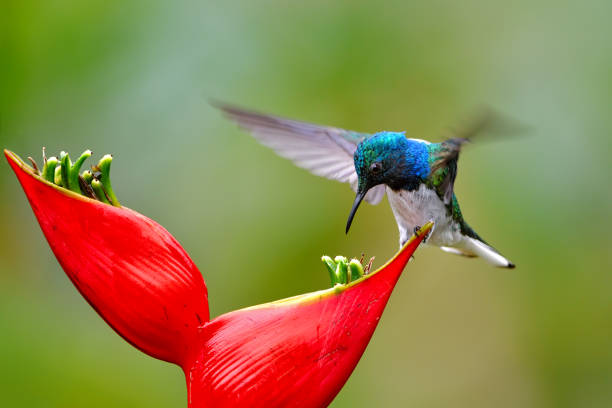 white-necked jacobin (Florisuga mellivora) in costa rica Close-up of a white-necked jacobin drinking nectar from a flower. This species is also known as great jacobin or collared hummingbird. pollination photos stock pictures, royalty-free photos & images