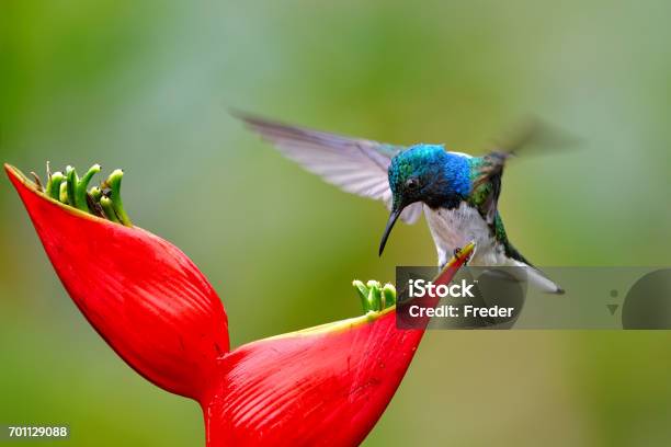 Whitenecked Jacobin In Costa Rica Stock Photo - Download Image Now