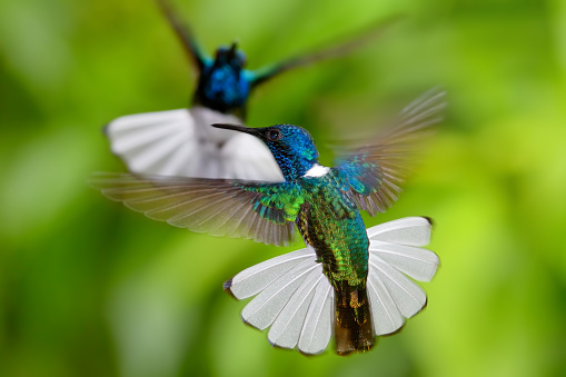 Close-up of two white-necked jacobins in flight. This species is also known as great jacobin or collared hummingbird.