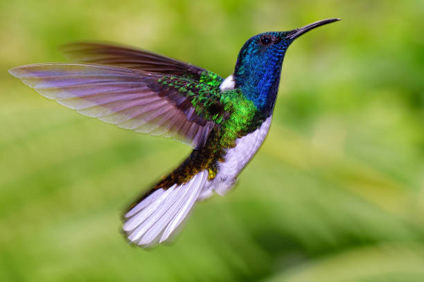 istock white-necked jacobin (Florisuga mellivora) in costa rica 701129158