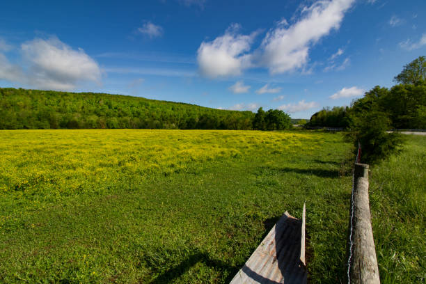 istock Field of Gold - Osage, Arkansas 701129258