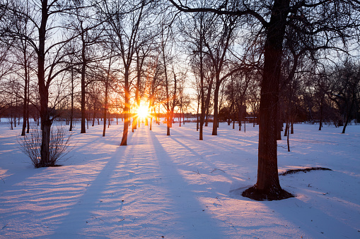Early morning first light through the trees at Wascana Centre Park, Saskatchewan, Canada.