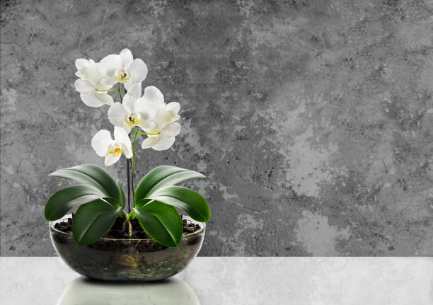 White orchid in a glass pot against the old wall stock photo