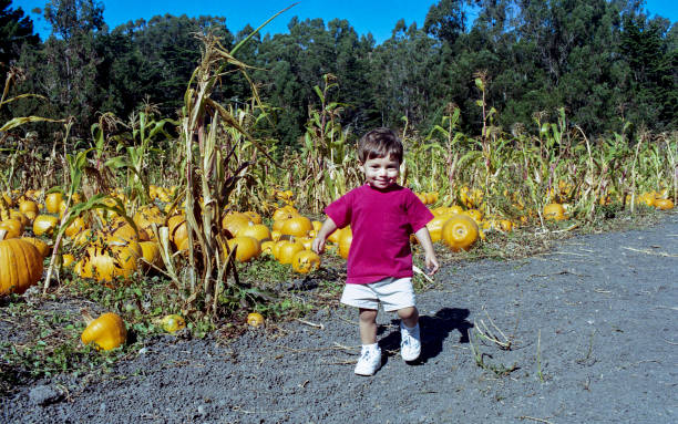 istock Young Boy Picking Pumpkins on Farm 701156988