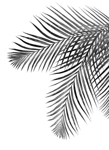 istock black leaves of palm tree on white background 701157266