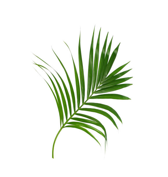 istock Green leaves of palm tree isolated on white background 701157308