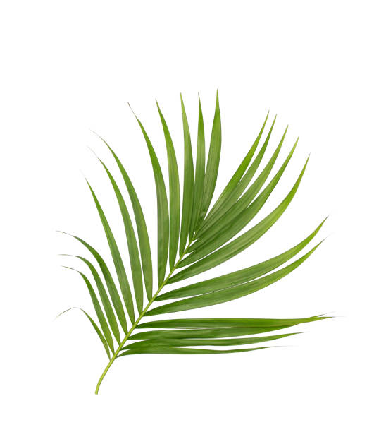 istock Green leaves of palm tree isolated on white background 701157340