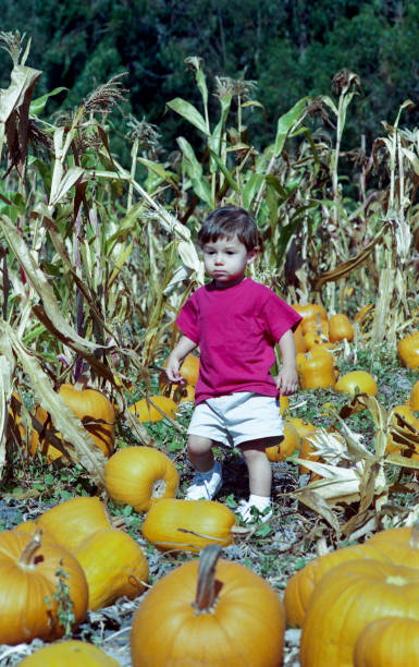 istock Young Boy Picking Pumpkins on Farm 701157624