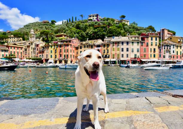 istock Labrador Retriever in Portofino 701157640