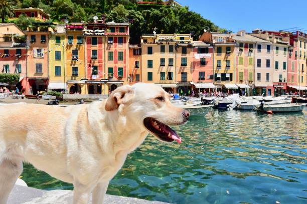 istock Labrador Retriever in Portofino 701157734