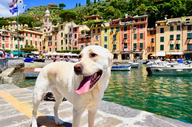 istock Labrador Retriever in Portofino 701157856