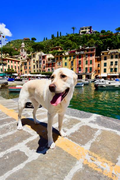 istock Labrador Retriever in Portofino 701158050