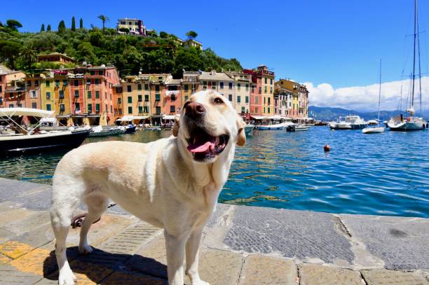 istock Labrador Retriever in Portofino 701160068