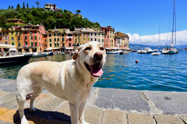 istock Labrador Retriever in Portofino 701162144