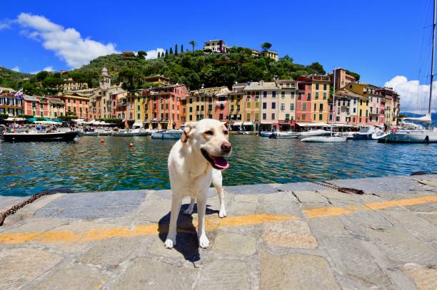 istock Labrador Retriever in Portofino 701162166