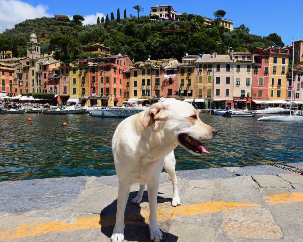 istock Labrador Retriever in Portofino 701162246