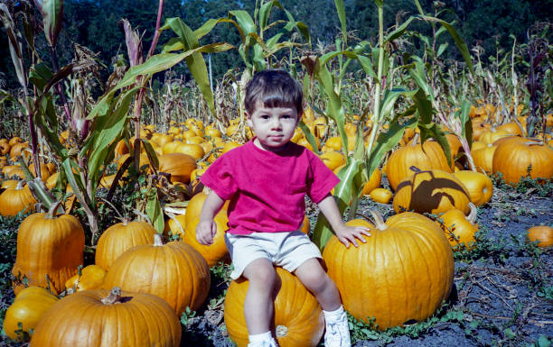 istock Young Boy Picking Pumpkins on Farm 701162778