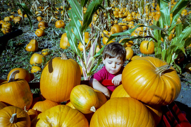 istock Young Boy Picking Pumpkins on Farm 701169274